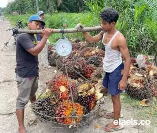 Harga Kelapa Sawit di Kalbar Rp2.263,55/Kg, Naik Rp15,40/Kg Dibandingkan Pekan Lalu
