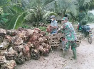 Duh, Harga Sawit di Jambi Turun Lagi, Berikut ini Daftarnya