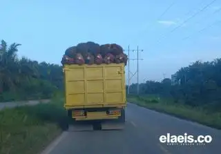 DBH Diyakini Tak Optimal Perbaiki Infrastruktur Akibat Industri Sawit