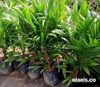 Rusak 70 Bibit Sawit, Mantan Sekdako Pekanbaru M Noer Jadi Tersangka