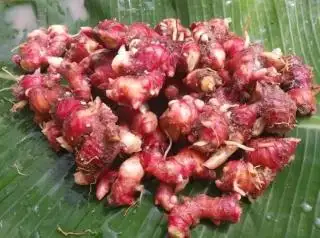Harga Rp10 Ribu per Kilogram, Petani Sawit Diajak Tanam Jahe Disela-sela Kebun Sawit