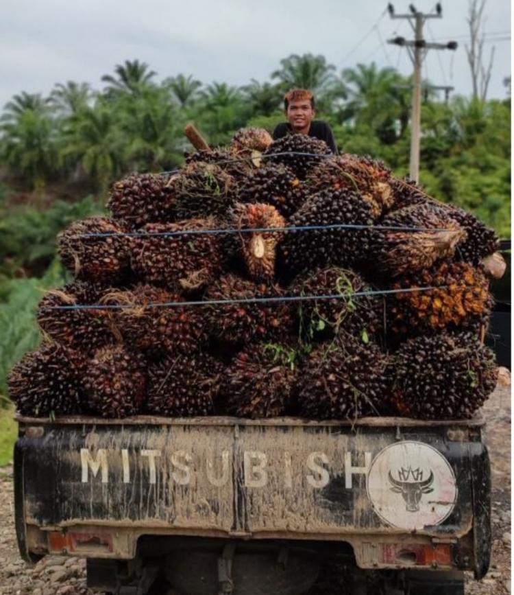 Petani Subsektor Perkebunan Paling Sejahtera di Bengkulu