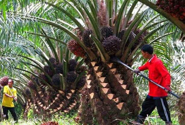 Program Pemutihan Pajak Kendaraan Kurang Diminati Petani Sawit di Kaur