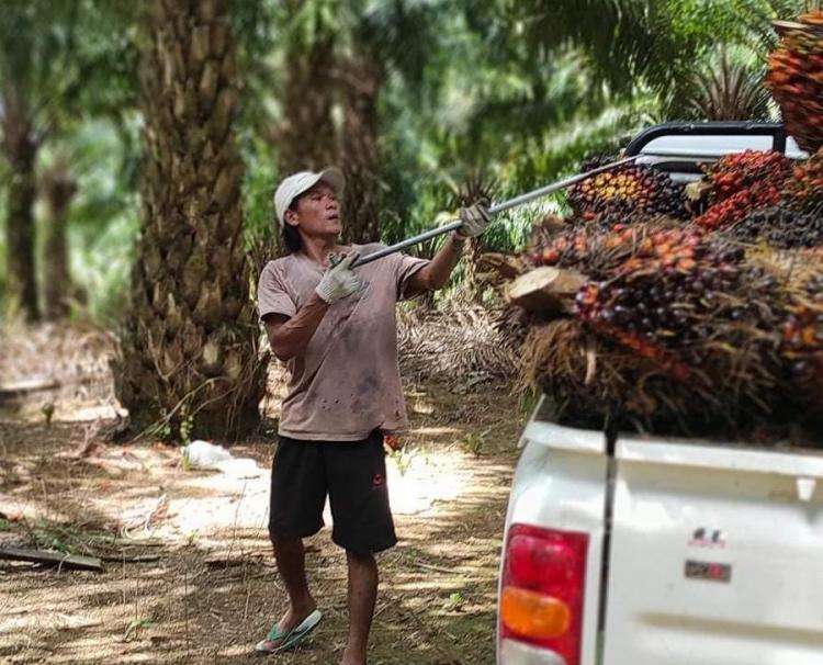 Soal Pekerja, Perusahaan Sawit di Seluma Diminta Terbuka