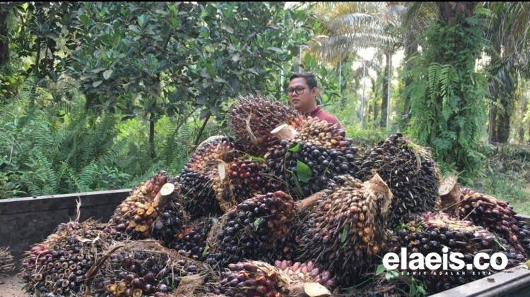 Cerita Petani Sawit Milenial Pekanbaru