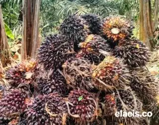 Terdongkrak CPO, Harga Sawit di Sulbar Naik Menjadi Rp2.106,88/Kg