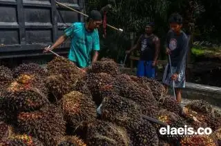 Laporan 16 Perusahaan di Riau: Harga Jual CPO Anjlok