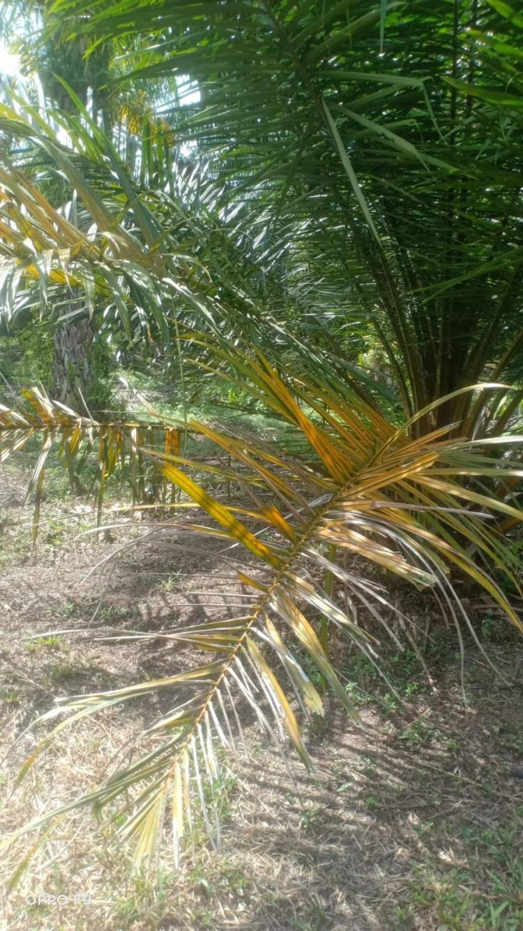 Hati-hati Jika Daun Sawit Menguning, Mungkin Diserang Ganoderma Boninense