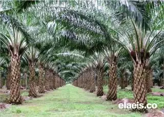 Perkembangan Mutakhir Industri Sawit Indonesia: Perkebunan Sawit Bukan Kegiatan Ekonomi Ekslusif