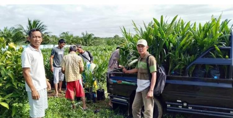 15 Ribu Bibit Sawit akan Dibagikan ke Petani Paling Lambat Awal Oktober