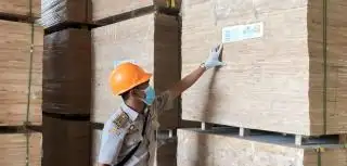 Konversi ke Sawit Marak, Ekspor Kayu Karet Olahan dari Bengkulu Terancam