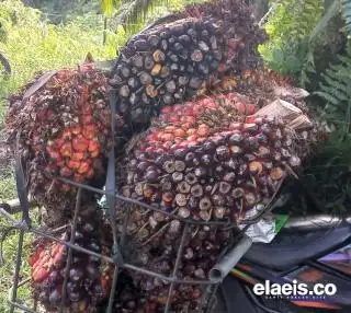 Pengamat Sebut Kekeringan Tekan Produksi Sawit hingga 50%, Gubernur Bengkulu: Mari Berdoa Agar Hujan Turun