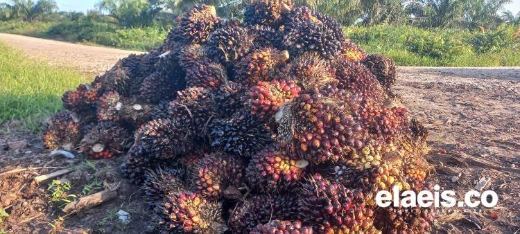 DPRD Riau: DBH Sawit Tak Cukup untuk Perbaiki Infrastruktur yang Rusak