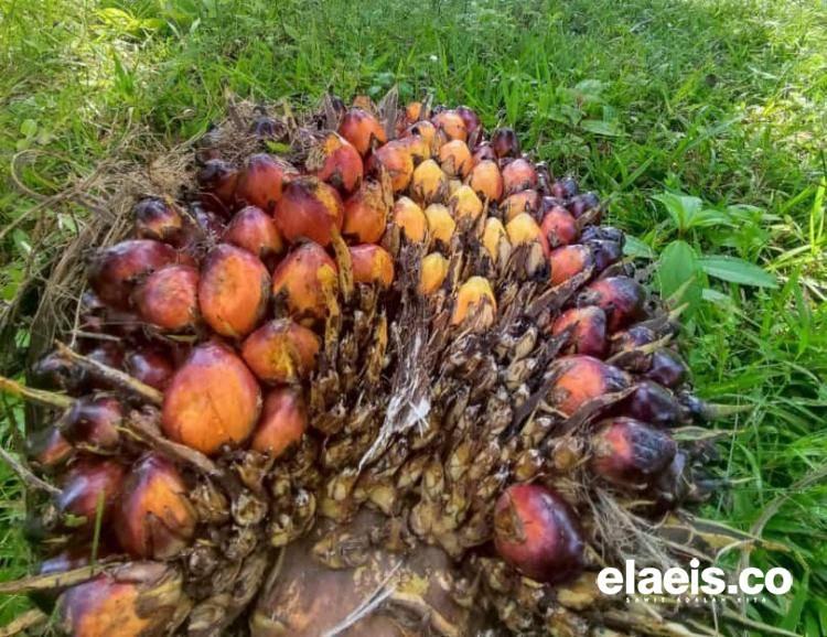 Harga TBS Sawit Mitra Swadaya di Riau Turun Jadi Rp 2.412,21/Kg
