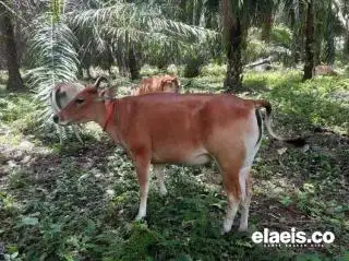 Perkembangan Mutakhir Industri Sawit Indonesia: Perkebunan Kelapa Sawit Berperan sebagai Lokomotif