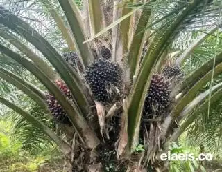 Biar Nggak Ketipu, APKS Bengkulu Kasih Akses Bibit Sawit Unggul ke Petani