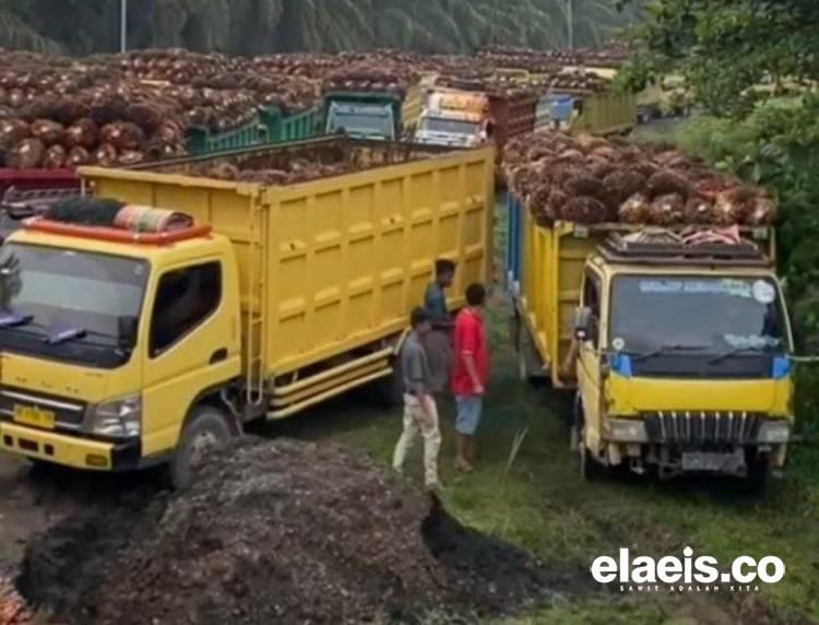 Harga Sawit di Sumbar Kembali Merangkak Naik di Tengah Angka Produksi yang Belum Stabil