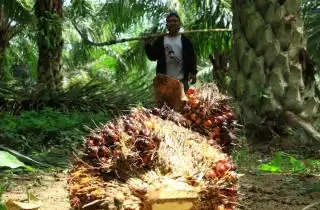 Bermitra dengan PKS, Peserta PSR Bakal Lebih Mudah Ikut Sertifikasi ISPO/RSPO