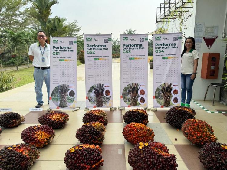 Musim Mas Luncurkan Empat Varietas Baru Kelapa Sawit, ini Kelebihannya