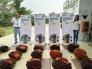 Musim Mas Luncurkan Empat Varietas Baru Kelapa Sawit, ini Kelebihannya