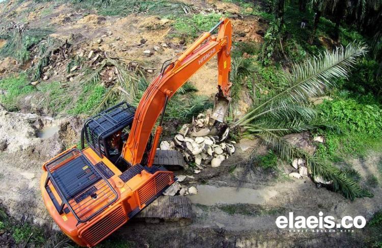 Dilema Peremajaan Sawit kembali Disuarakan Petani Bengkulu