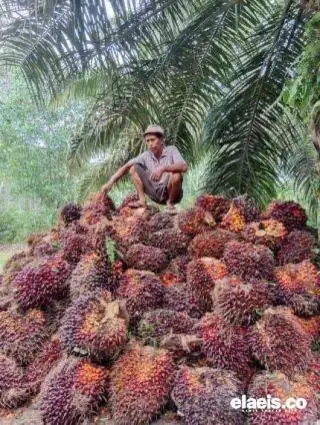 Kabar Baik dari Disbun Riau, Harga TBS Sawit Mitra Swadaya Pekan Ini Naik
