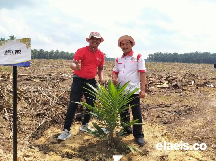Hari Sawit Nasional, Aspek-PIR Berharap Gini