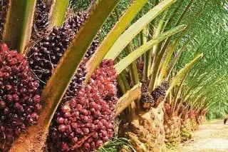 Naik, Berikut Harga TBS Sawit Jambi Periode 24 – 30 November 2023
