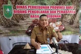 Naik Tipis, Pekan Ini TBS Sawit Plasma Riau Dibanderol Rp 2.631,36/Kg