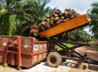 Jaga Mutu TBS, 3 Peneliti Kembangkan Aplikasi Pengendali Transportasi