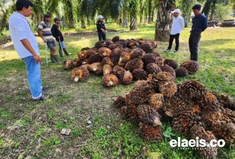 Tak Kuat Nanjak, Harga Sawit di Sumut Turun Jadi Segini