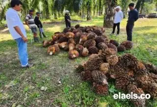 Tak Kuat Nanjak, Harga Sawit di Sumut Turun Jadi Segini