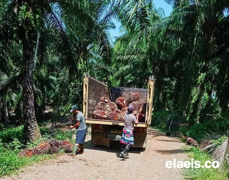Penyaluran DBH Sawit Baru 10 Persen