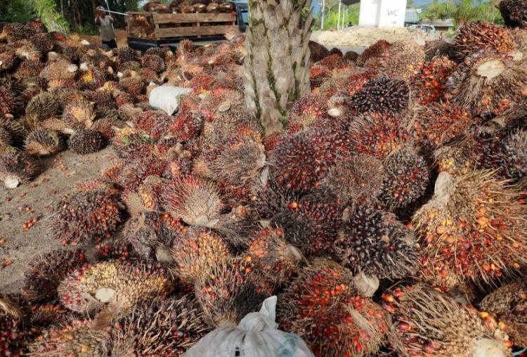 Bengkulu Menjadi Pemain Utama dalam Pengembangan Energi Biomassa dari Limbah Kelapa Sawit
