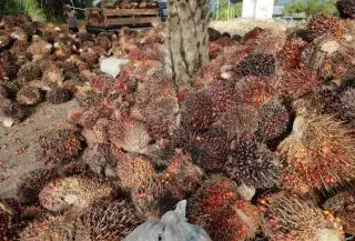 Bengkulu Menjadi Pemain Utama dalam Pengembangan Energi Biomassa dari Limbah Kelapa Sawit