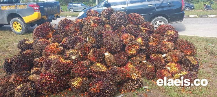 Harga TBS Penetapan Disbun Sultra Selalu Paling Rendah