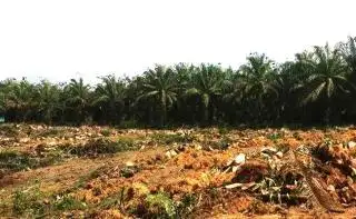 Pemprov Bengkulu Fokus pada Program Replanting Kelapa Sawit, Termasuk Rantai Pasok dari Hulu hingga Hilir