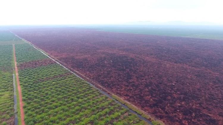 2023 Karhutla Berhasil Ditekan, Tak Ada Protes dari Negara Tetangga