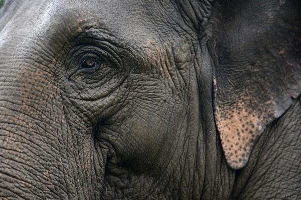 Dua Gajah Satroni Kebun Sawit Warga Inhu, BBKSDA Riau Turunkan Tim