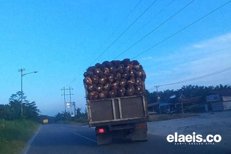 Turun, Harga Sawit Kalbar Rp2.370,62/Kg