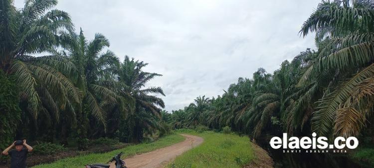 1.100 Hektar Kebun Sawit Dinyatakan Masuk Kawasan Hutan, Petani di Sultra akan Mengadu ke KLHK