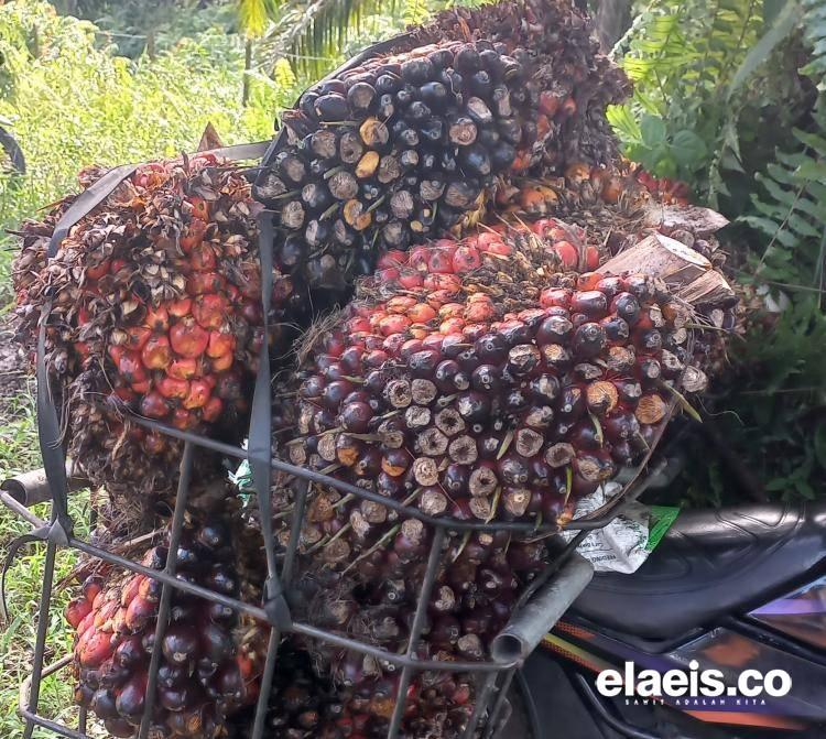 Harga Sawit di Babel Turun Tipis, Segini per Kilogramnya
