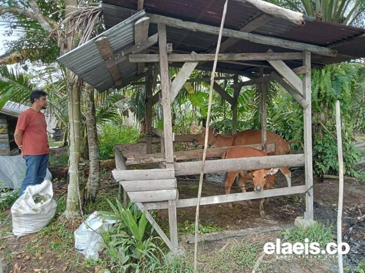 Integrasi Sawit-Sapi Mulai 'Haram' di Dayang Suri