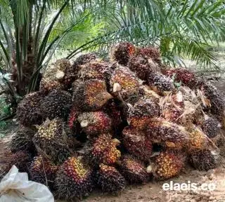 Penggunaan DBH Sawit Dikaji, Peneliti Bilang Gini!