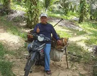 Kebutuhan Pabrik yang Tinggi Bikin Harga Sawit Swadaya di Kukar Nanjak