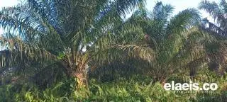Produksi Kebun Sawit di Kalteng Belum Bangkit Usai Dihantam Kemarau