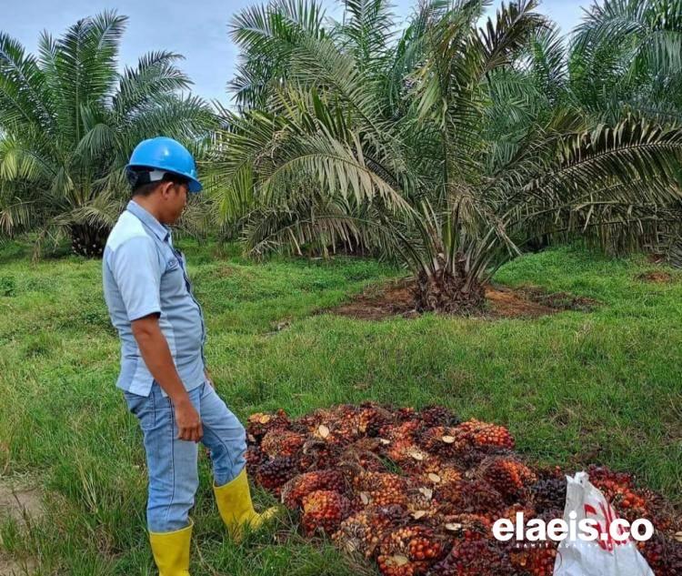 Harga Sawit Mitra Swadaya Riau Naik di Pekan Ketiga Januari 2024, Ini Daftarnya