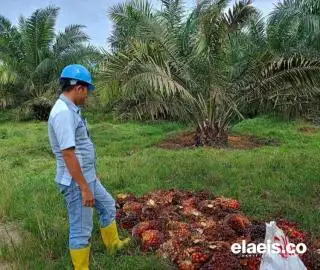 Harga Sawit Mitra Swadaya Riau Naik di Pekan Ketiga Januari 2024, Ini Daftarnya