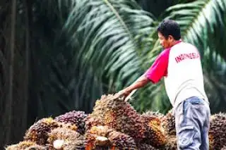 Manfaatkan DBH Sawit 2024, BPJS Ketenagakerjaan Bidik 3.000 Pekerja Sawit di Pasaman