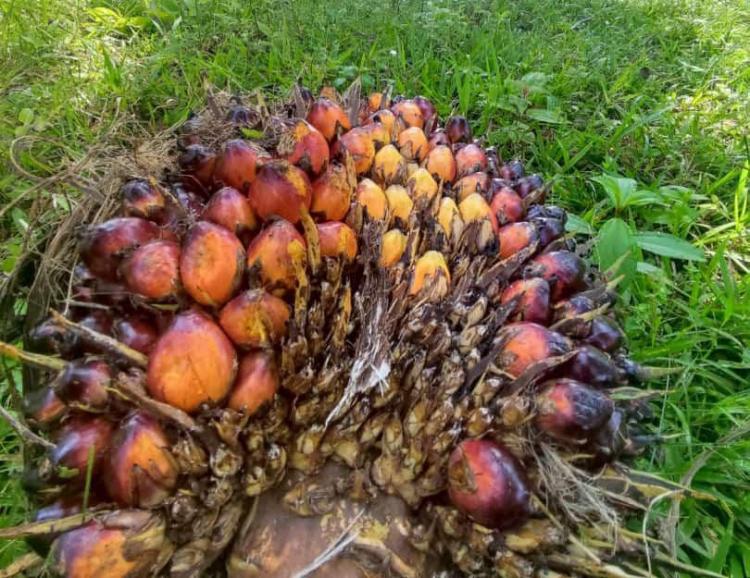 Segini Keuntungan yang Dinikmati Petani Sawit Sepekan Terakhir